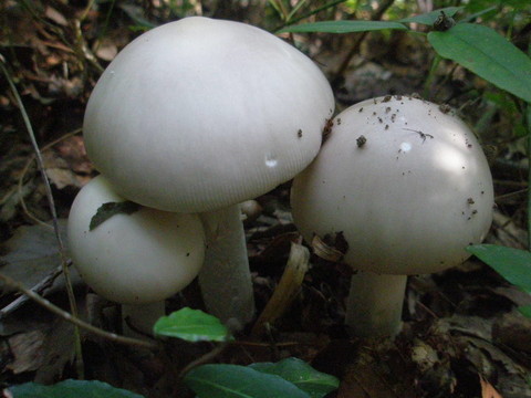 白蘑菇