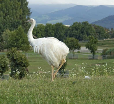 在自然回Greater Rhea