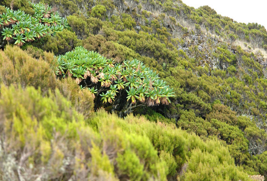 穆哈武拉火山周圍的植被