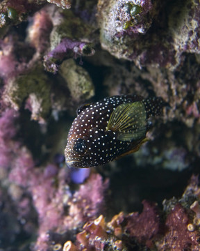點(diǎn)綴蝴蝶魚(yú)