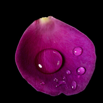 玫瑰花瓣和水滴落在