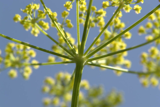 花煙花