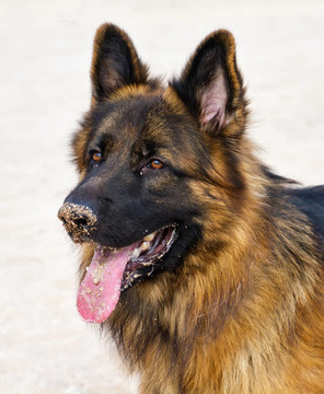 德國(guó)牧羊犬