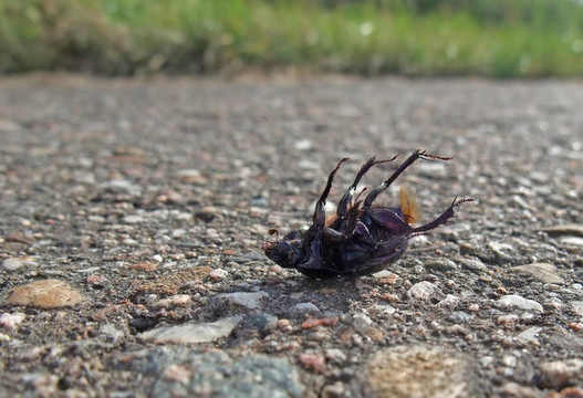死蟲仰臥在路面上