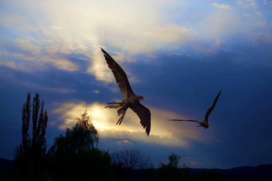 夕陽中的鳥兒