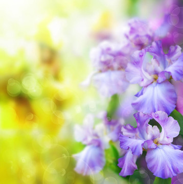 中文摘要春季花卉背景