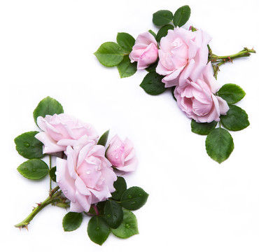 設(shè)計(jì)中的花卉元素