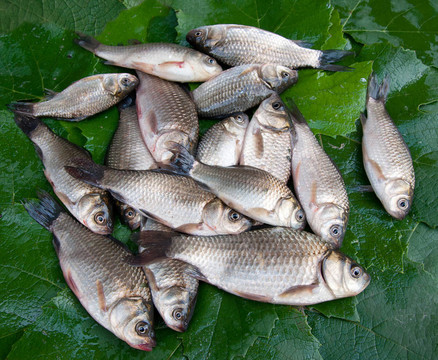 魚