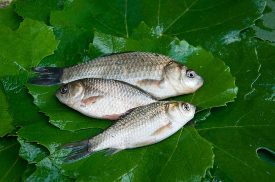 魚