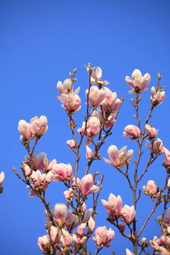 木蘭花
