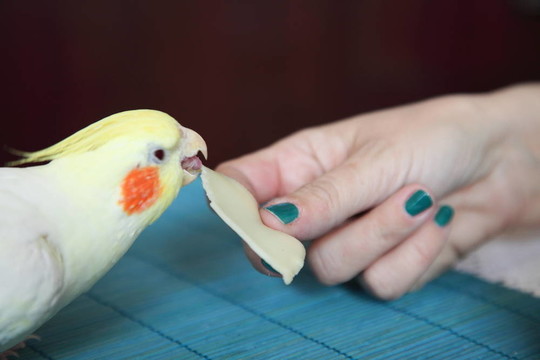 厚臉皮的玄鳳鸚鵡