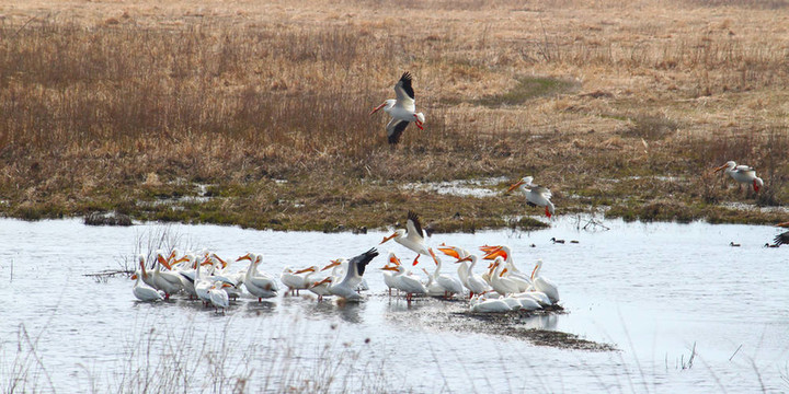 美洲白鵜鶘（Pelecanus erythrorhynchos）