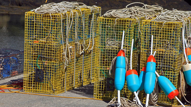 龍蝦籠buoys3