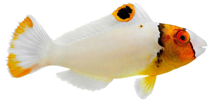 青鯨鸚嘴魚