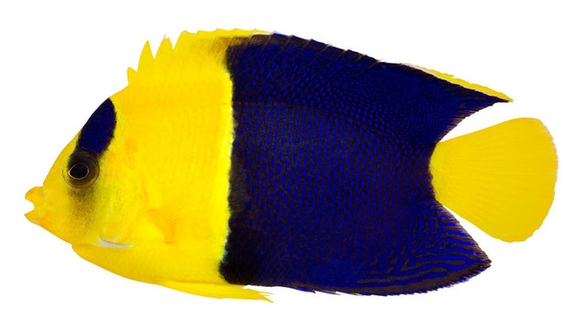 雙色天使神仙（Centropyge bicolor）