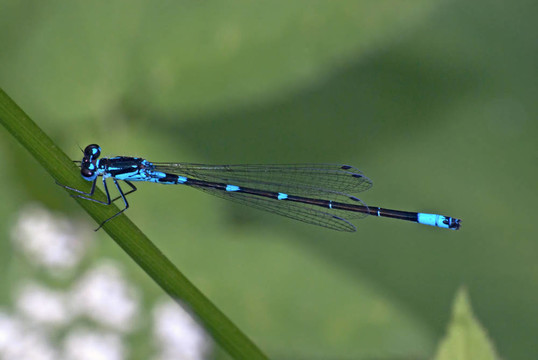 Damselfly在草地上