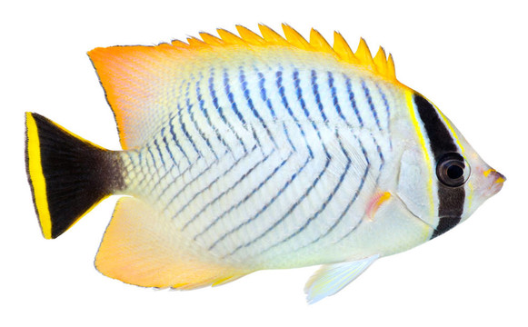 川紋蝴蝶魚