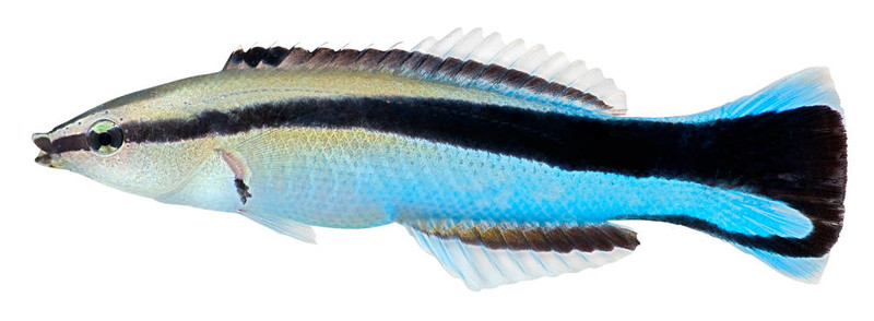 清潔工瀨魚。裂唇魚