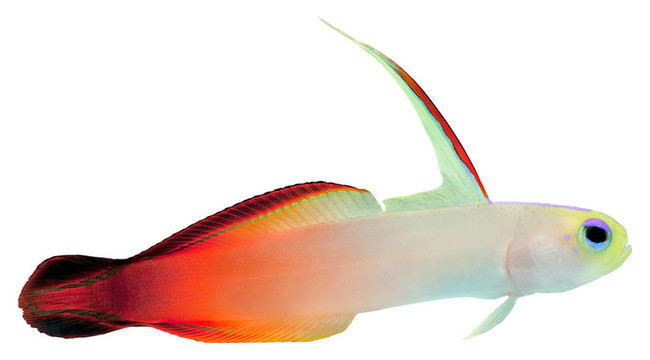 火焰魚(yú)（華麗的懸停蝦虎魚(yú)）