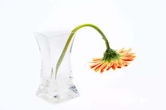 在玻璃花瓶Gerbera daisy flower孤立在白色背景