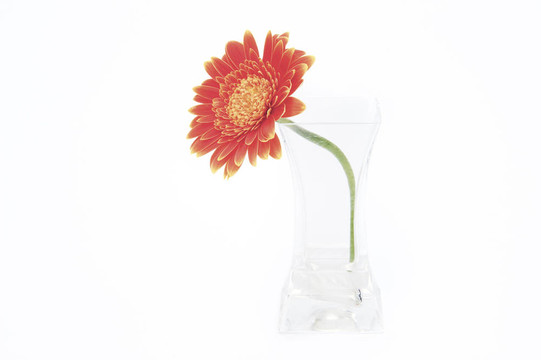 在玻璃花瓶Gerbera daisy flower孤立在白色背景