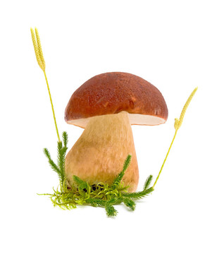 森林蘑菇特寫