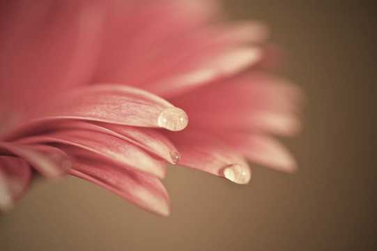 現(xiàn)場(chǎng)對(duì)非洲菊雛菊可愛(ài)與夢(mèng)幻般的柔和的色彩效果深度淺