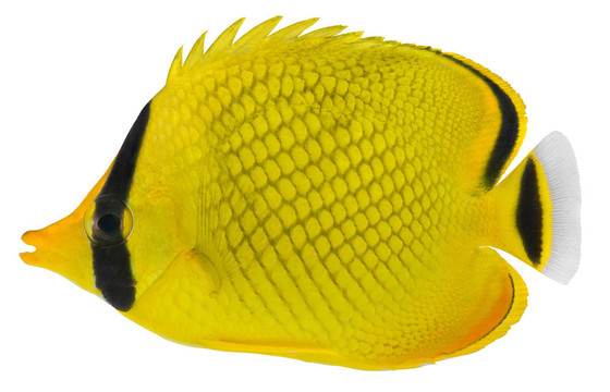 格子的蝴蝶魚。rafflesi蝴蝶魚