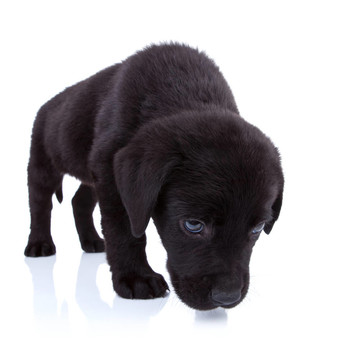 拉布拉多獵犬的嗅覺(jué)