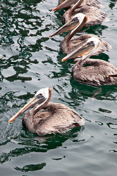 Brown Pelican（Pelecanus occidentalis）
