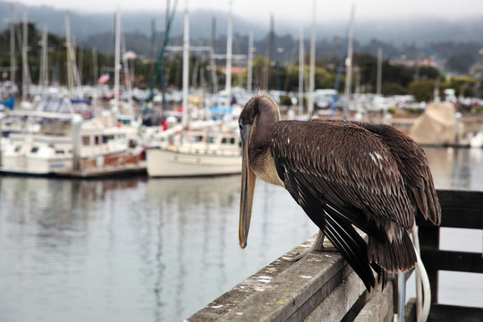 Brown Pelican（Pelecanus occidentalis）