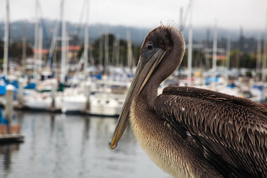 Brown Pelican（Pelecanus occidentalis）