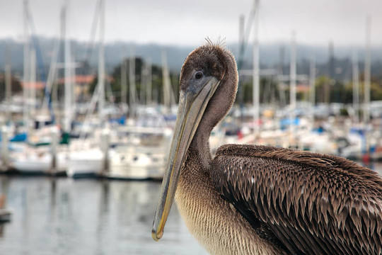 Brown Pelican（Pelecanus occidentalis）