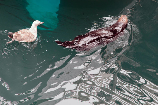 海獺（Enhydra lutris）