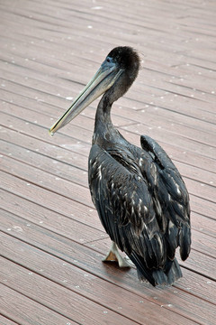 Brown Pelican（Pelecanus occidentalis）
