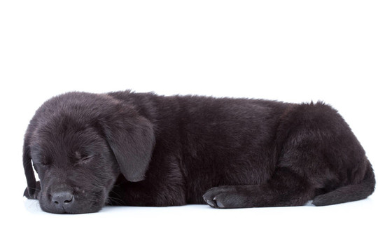 拉布拉多獵犬小狗睡覺