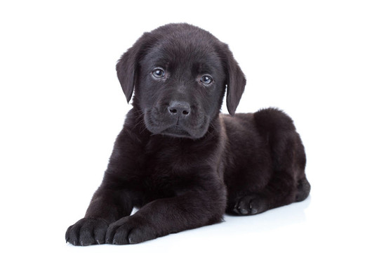 拉布拉多獵犬
