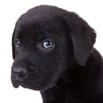 黑色的拉布拉多獵犬