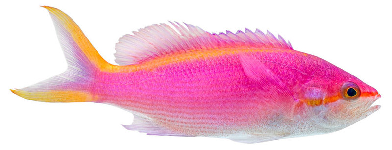 紫色的小魚。黃色的土卡