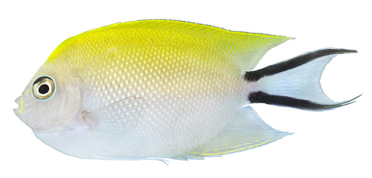 燕尾神仙魚。黑斑月蝶魚