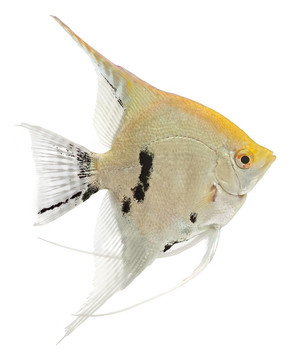天使魚