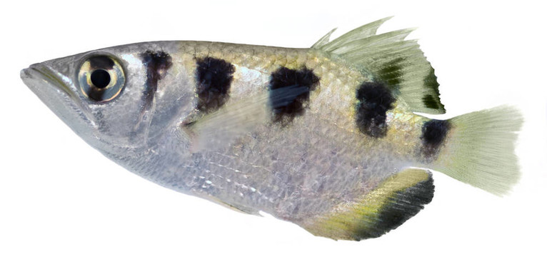 射水魚(yú)