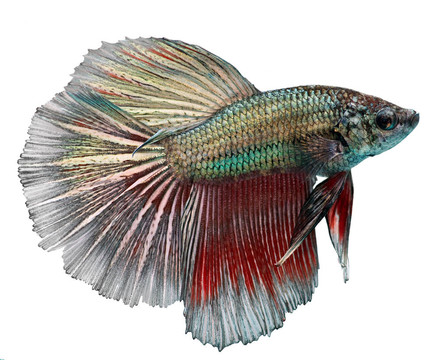 暹羅斗魚。斗魚