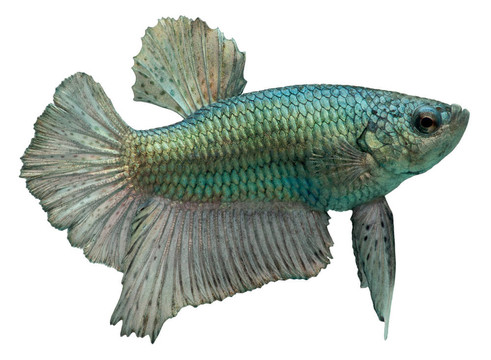 暹羅斗魚。斗魚
