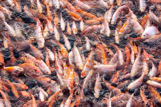 魚類養(yǎng)殖