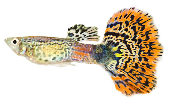Guppy（Poecilia reticulata）