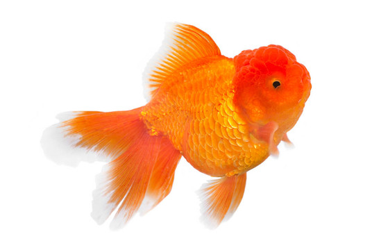金魚