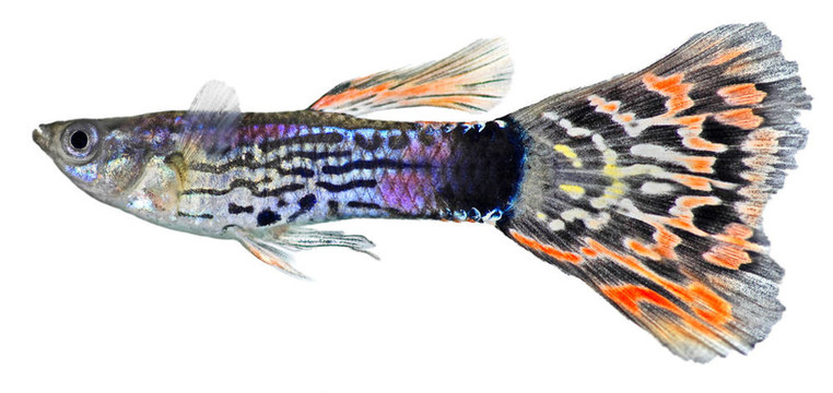 孔雀魚(yú)（Poecilia reticulata）
