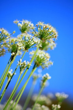 韭菜花