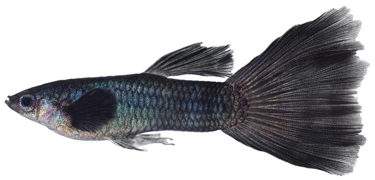 Guppy（Poecilia reticulata）